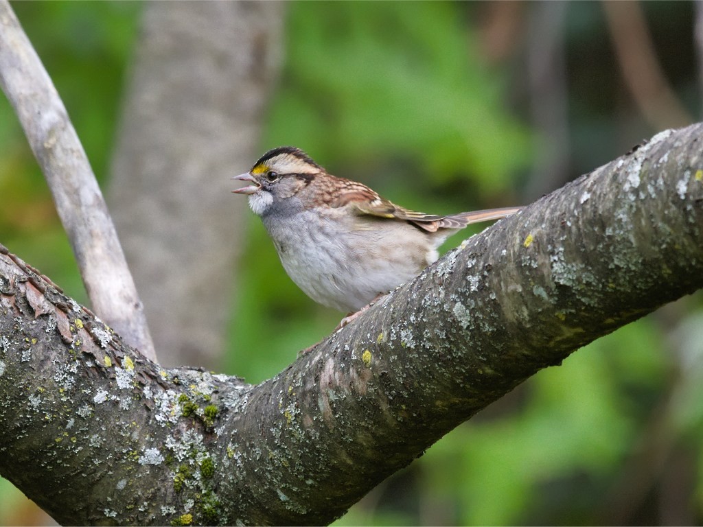 White-throated Sparrow - ML624734439
