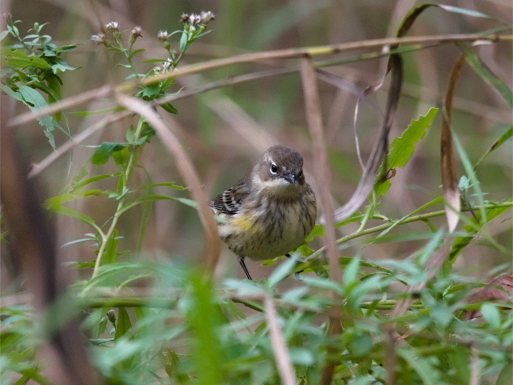 Yellow-rumped Warbler - ML624734449