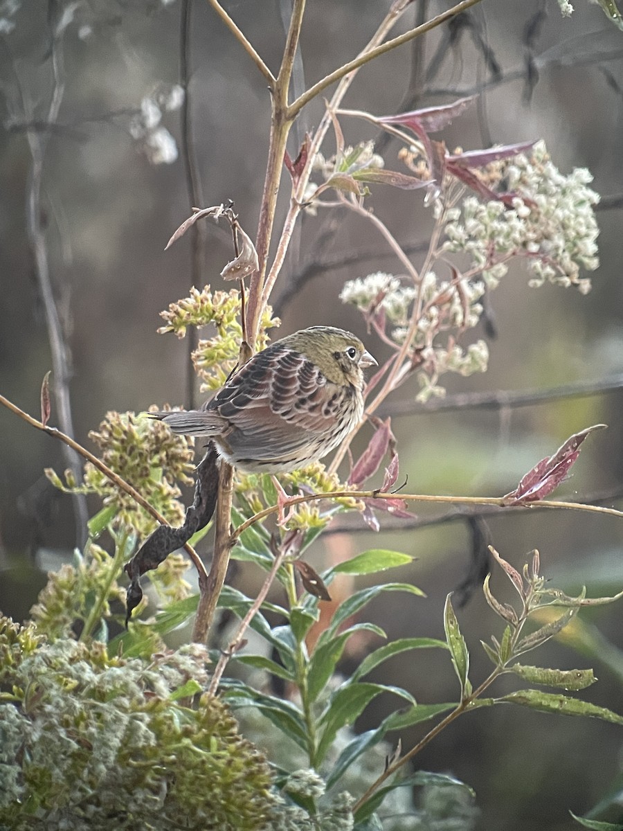 Henslow's Sparrow - ML624734471