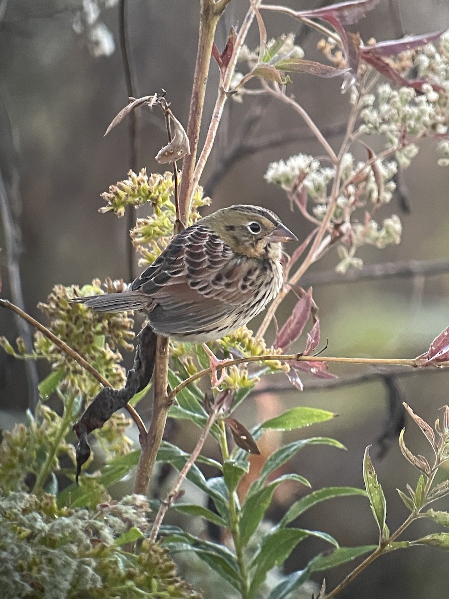 Henslow's Sparrow - ML624734472