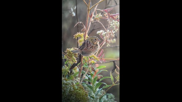 Henslow's Sparrow - ML624734495