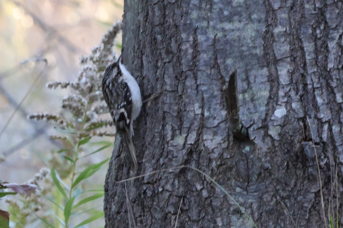 Brown Creeper - ML624734725
