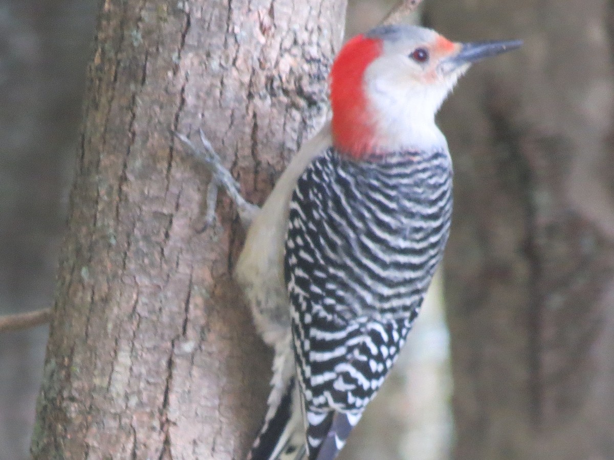 Red-bellied Woodpecker - ML624734742