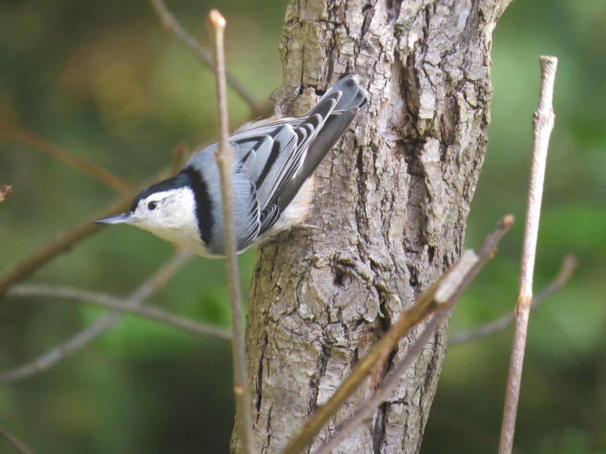 White-breasted Nuthatch - ML624734746