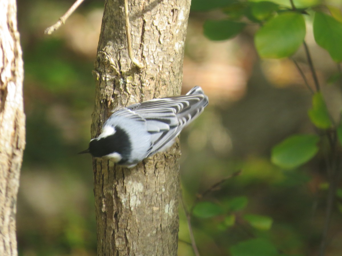 White-breasted Nuthatch - ML624734747