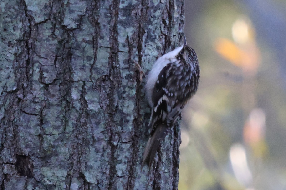 Brown Creeper - ML624734772