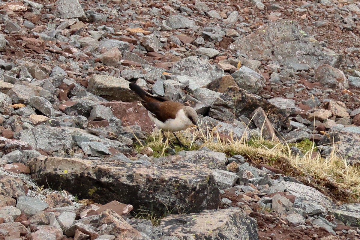 White-bellied Cinclodes - ML624734857