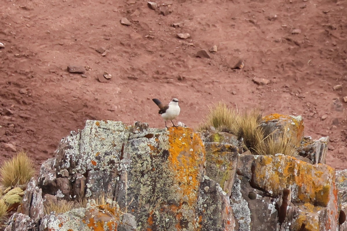 White-bellied Cinclodes - ML624734859