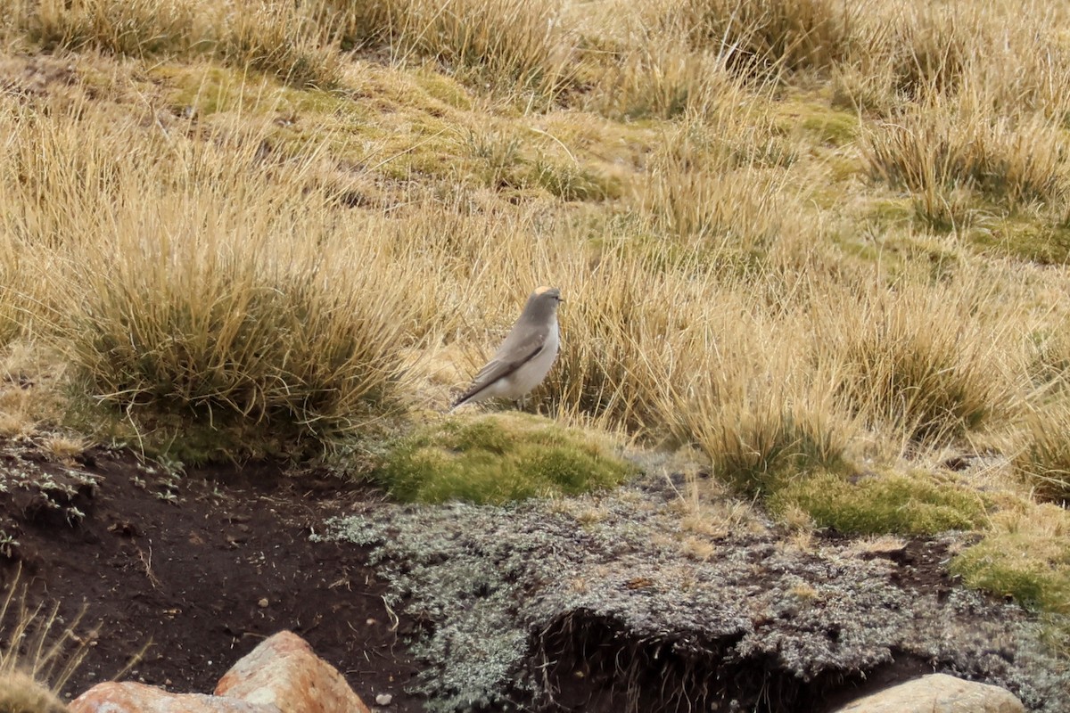 Ochre-naped Ground-Tyrant - ML624734881