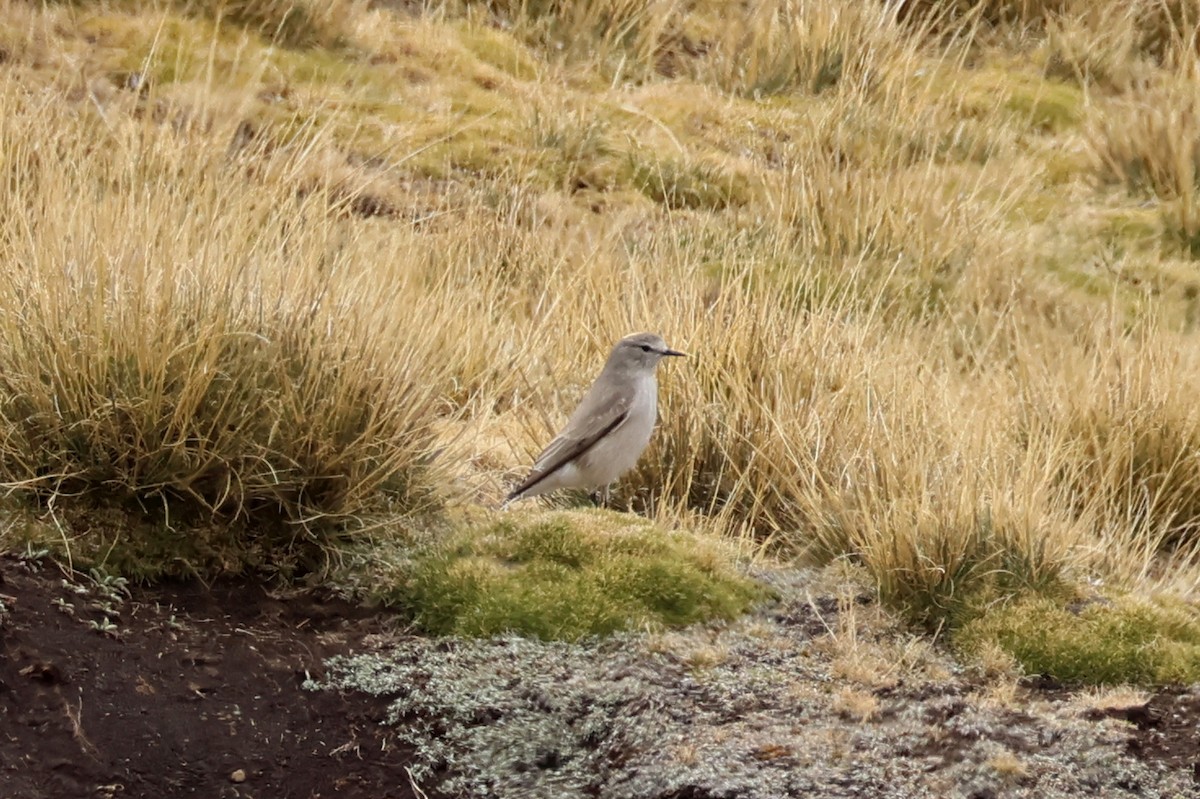 Ochre-naped Ground-Tyrant - ML624734882
