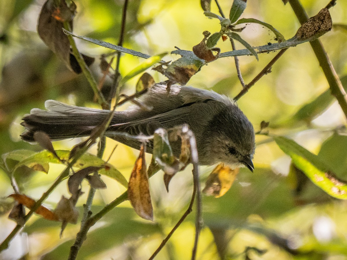 Bushtit - ML624734891
