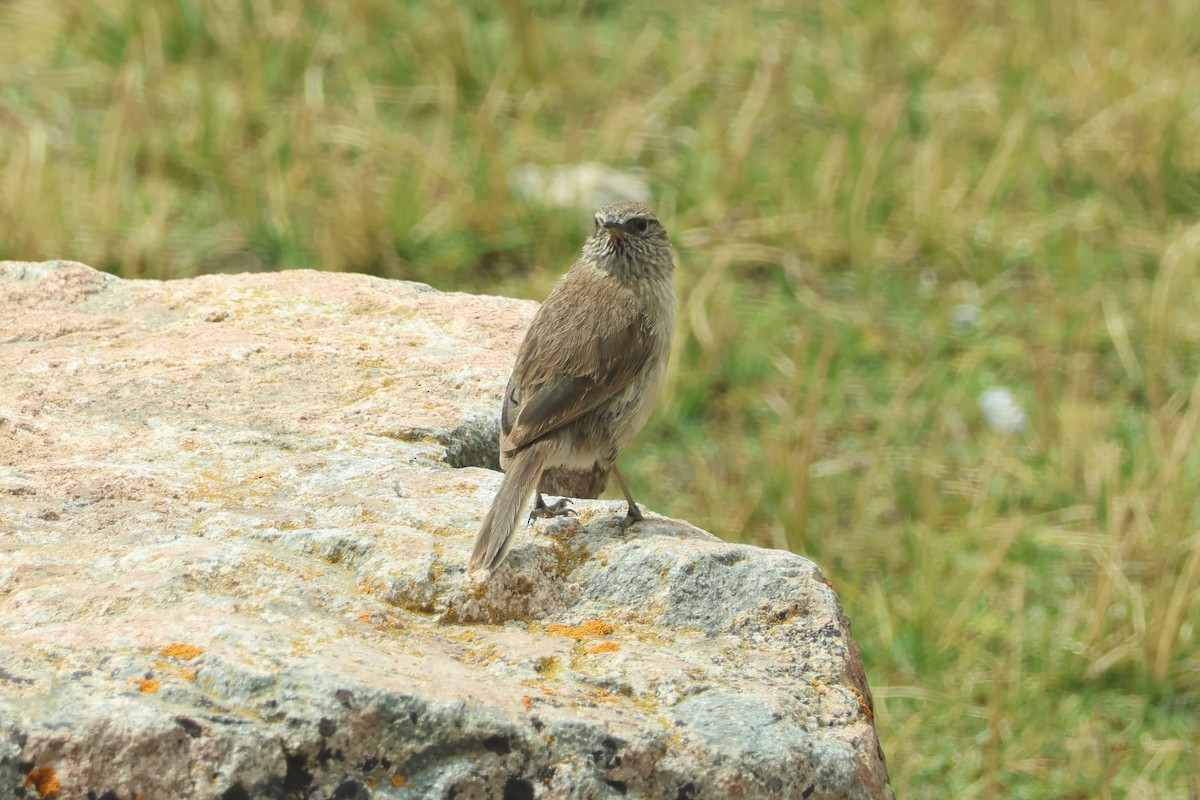 Streak-throated Canastero - ML624735071