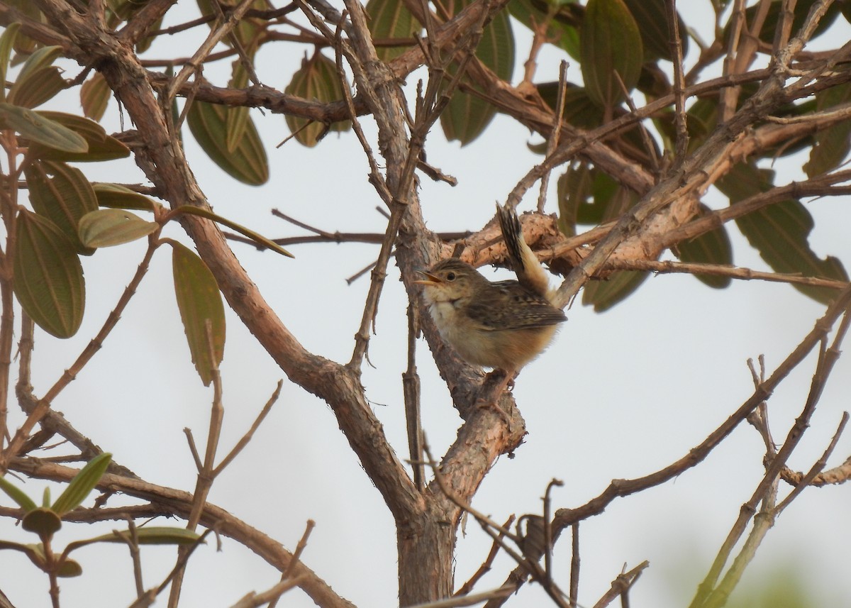 Grass Wren (Pampas) - ML624735075