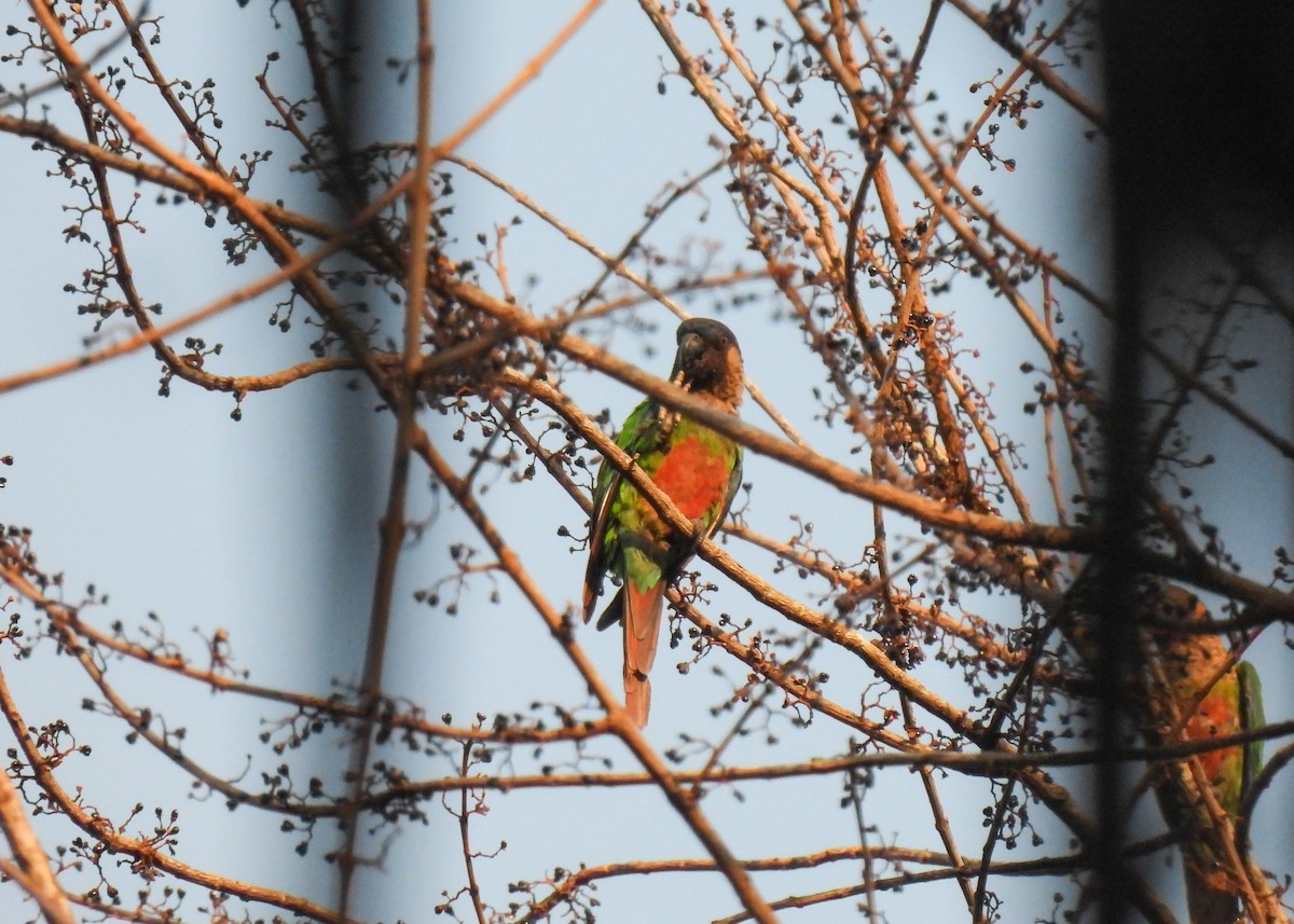 Santarem Parakeet (Santarem) - Arthur Gomes