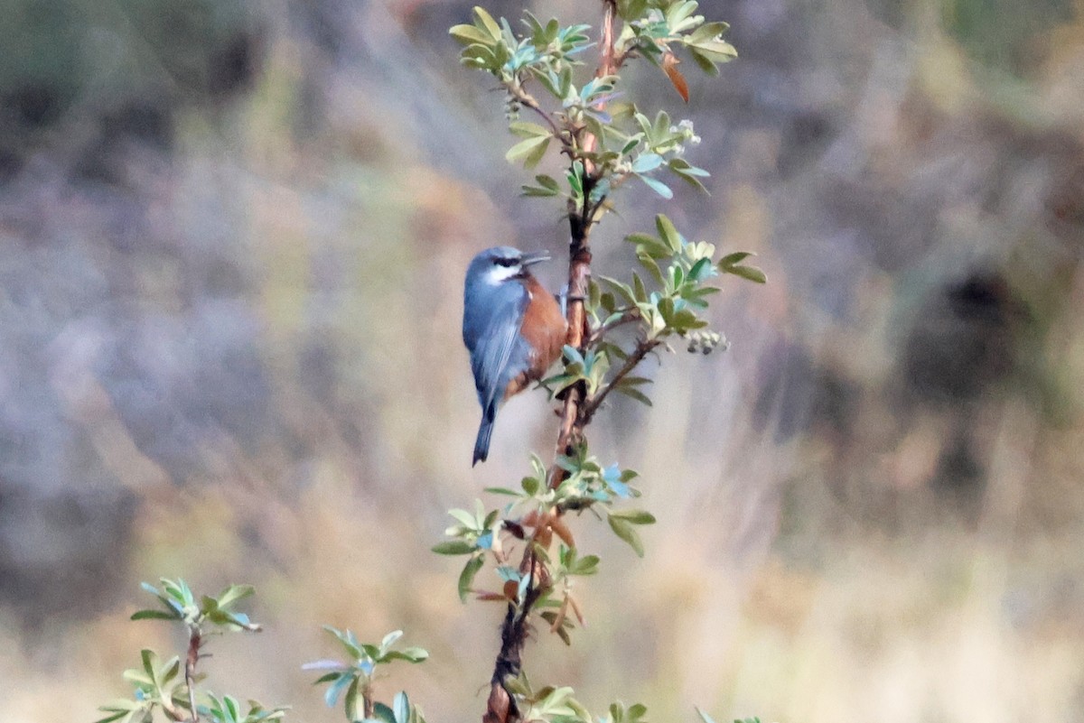 Giant Conebill - ML624735165