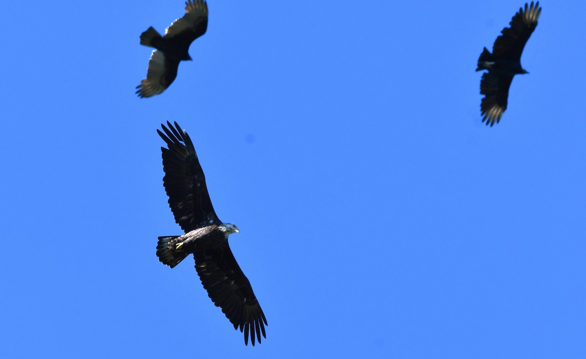 Bald Eagle - ML624735173