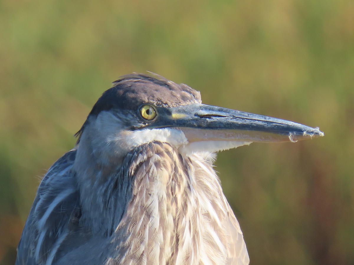 Great Blue Heron - ML624735293