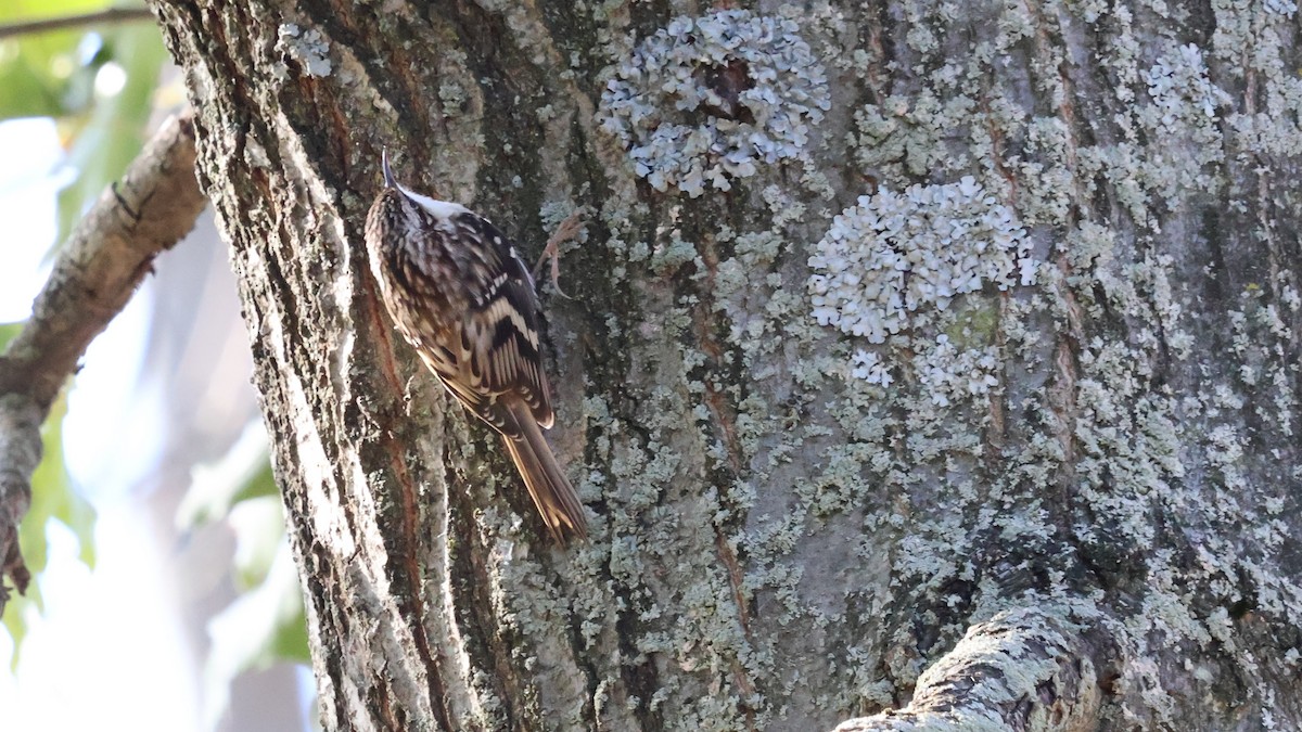 Brown Creeper - ML624735295
