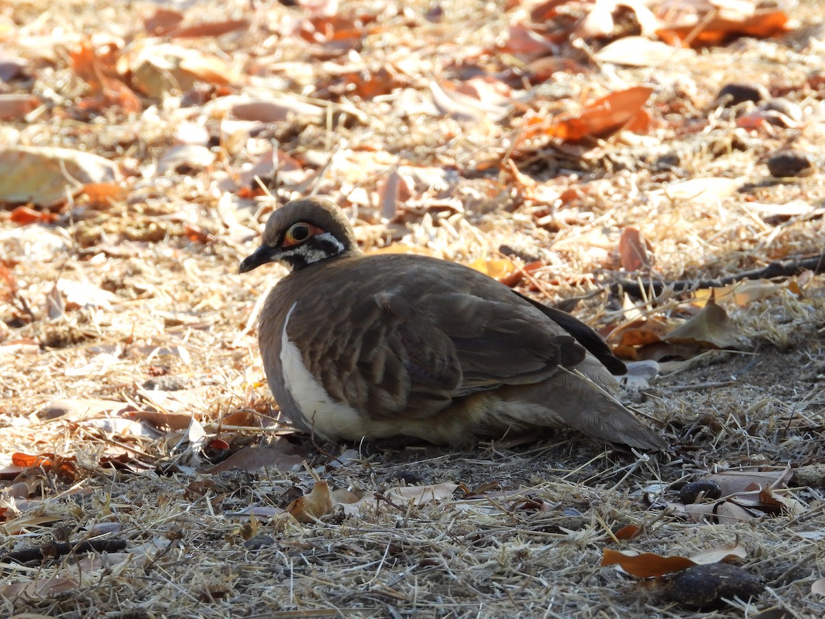 Squatter Pigeon - Monica Mesch