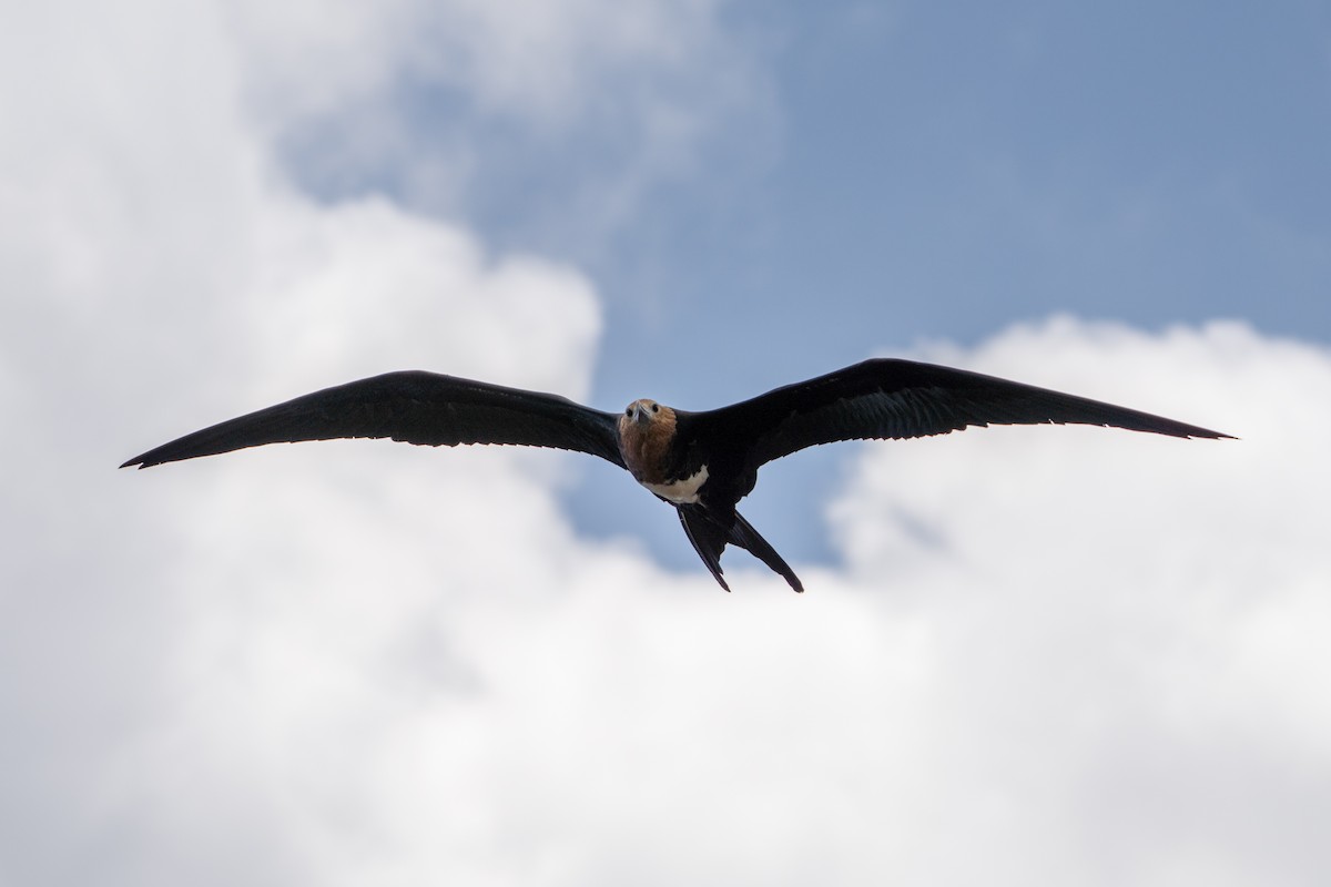 Great Frigatebird - ML624735345