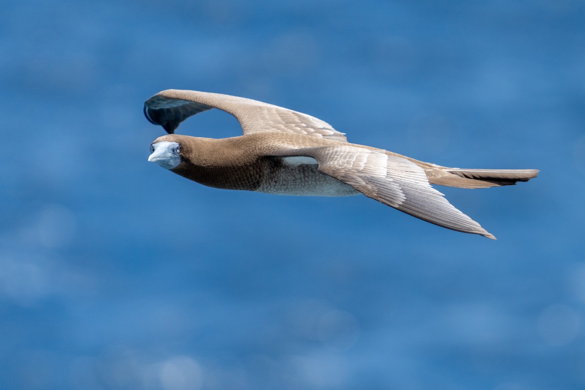 Brown Booby - ML624735353