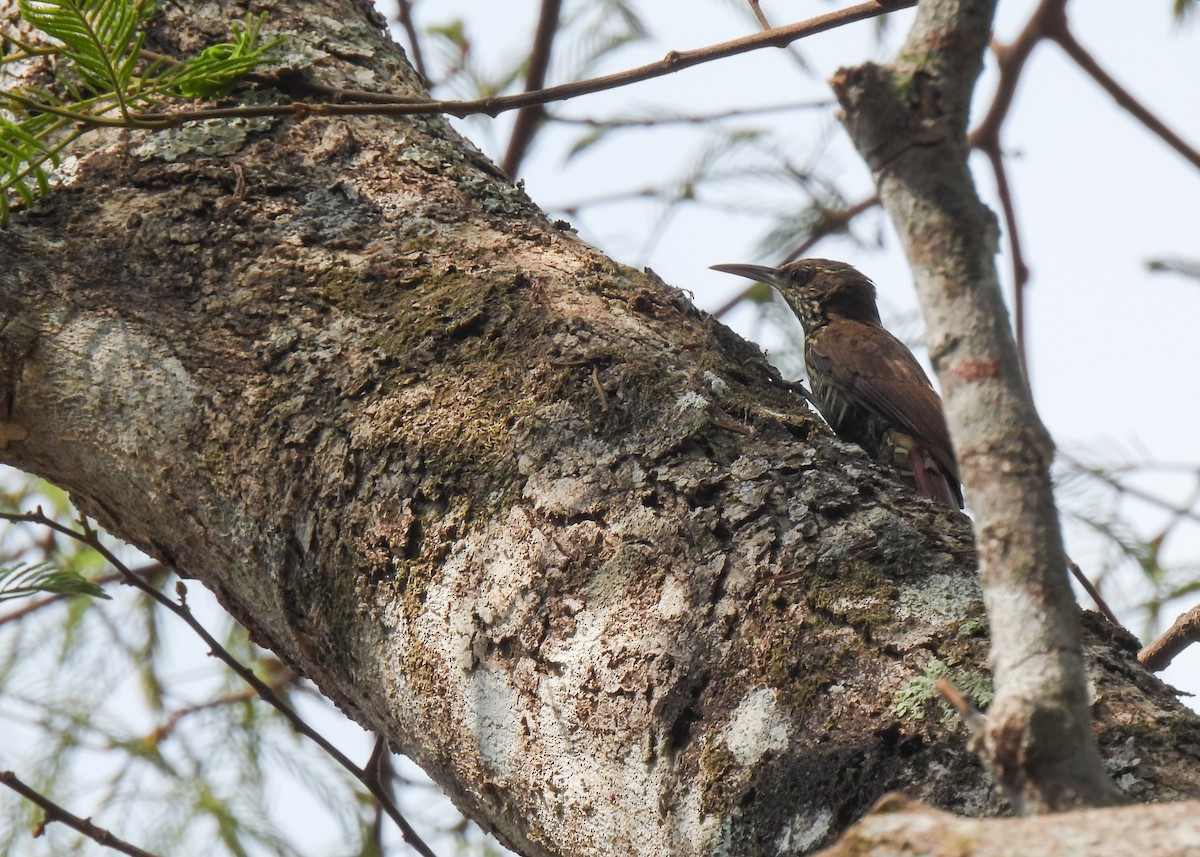 Dusky-capped Woodcreeper (Layard's) - ML624735373