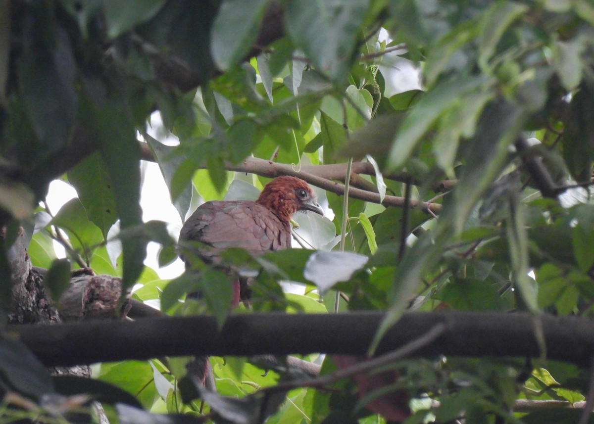 Chestnut-headed Chachalaca - ML624735436