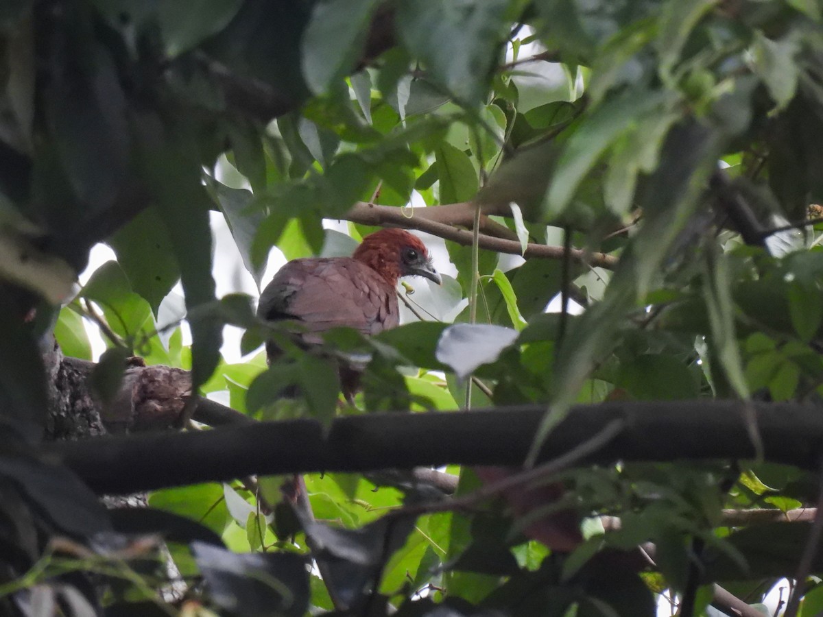 Chestnut-headed Chachalaca - ML624735438