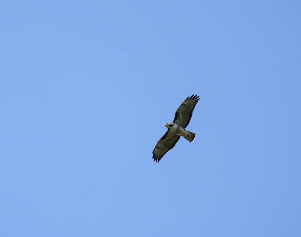 Rufous-tailed Hawk - ML624735529