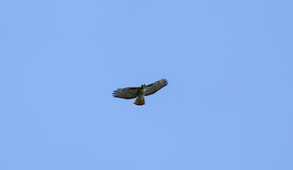 Rufous-tailed Hawk - ML624735530