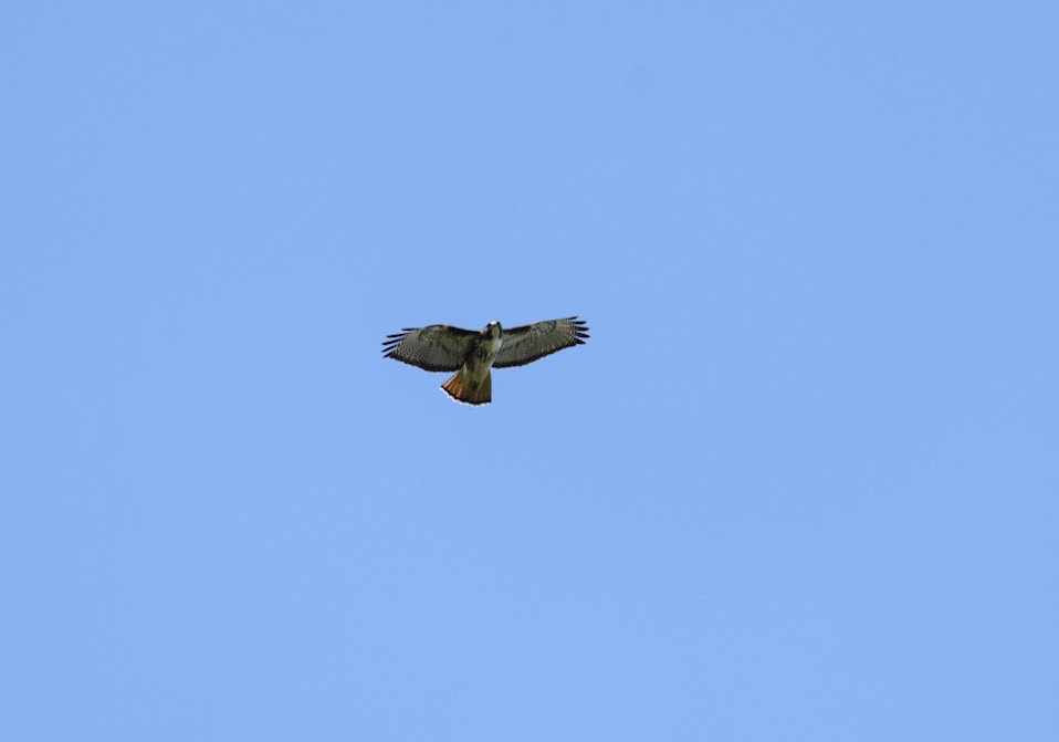 Rufous-tailed Hawk - ML624735531