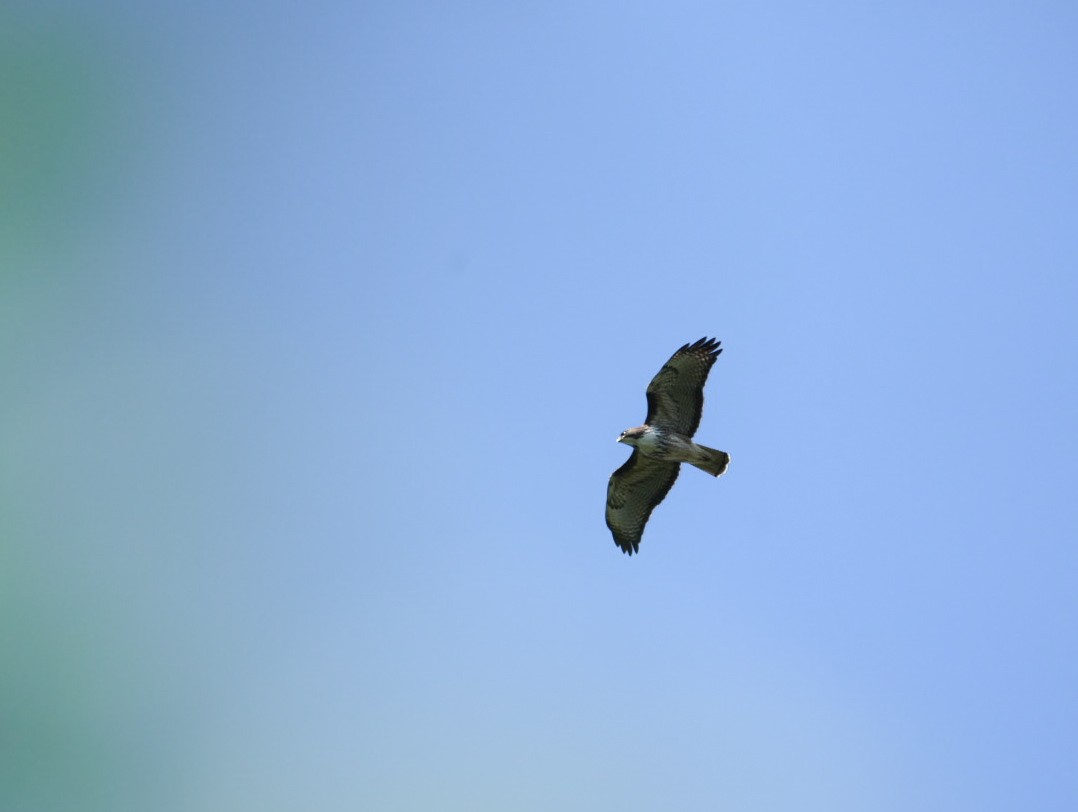 Rufous-tailed Hawk - Sergio Jaque Bopp