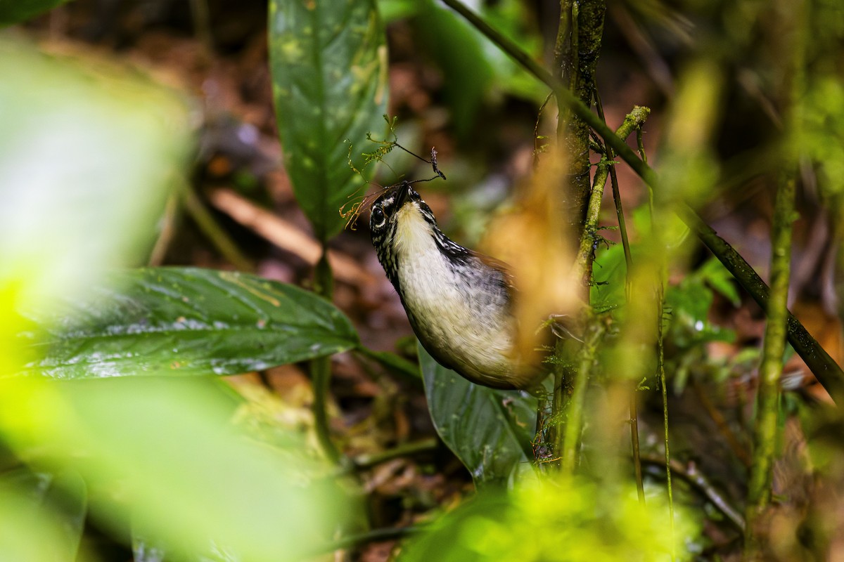 White-breasted Wood-Wren - ML624735537