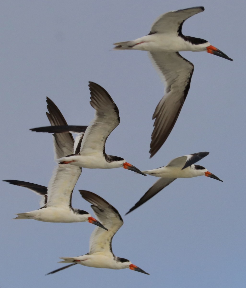 Black Skimmer - ML624735676