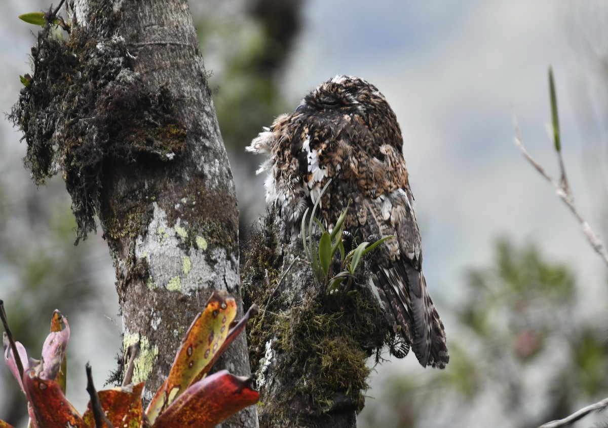 Andean Potoo - ML624735747