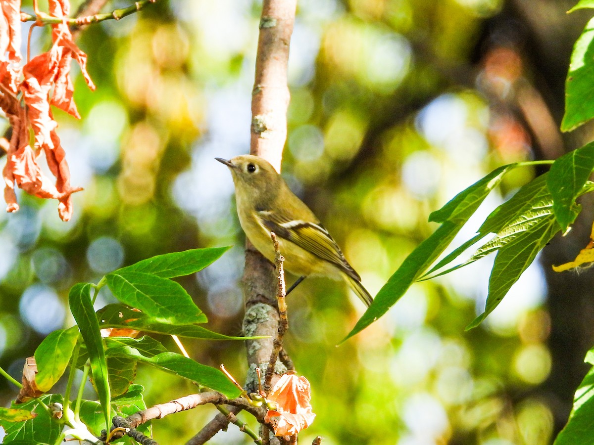 Ruby-crowned Kinglet - ML624735781