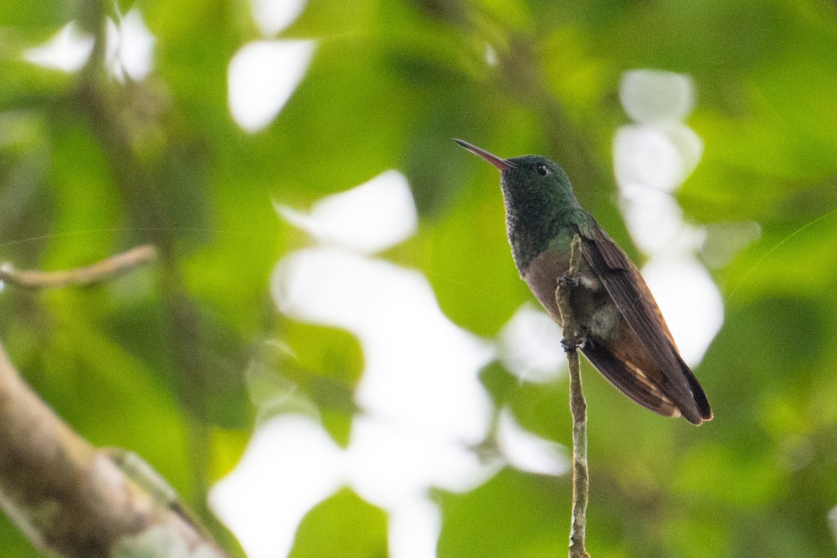 Green-bellied Hummingbird - ML624735833