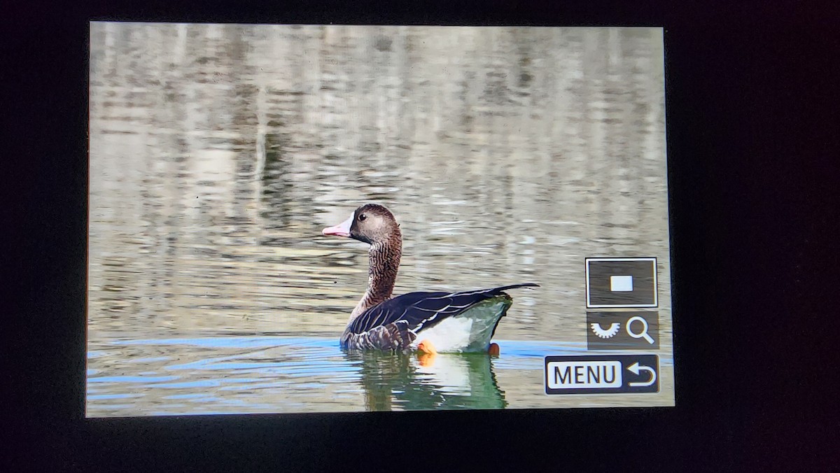 Greater White-fronted Goose - ML624735910