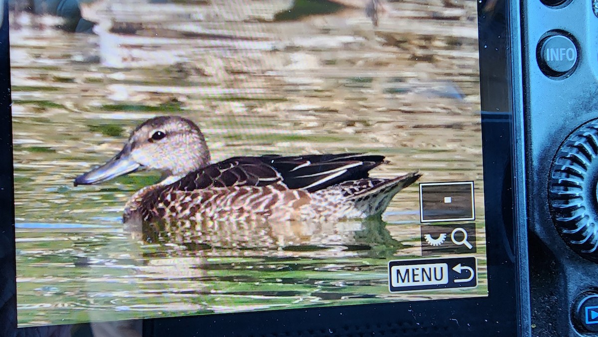 Blue-winged Teal - ML624735922