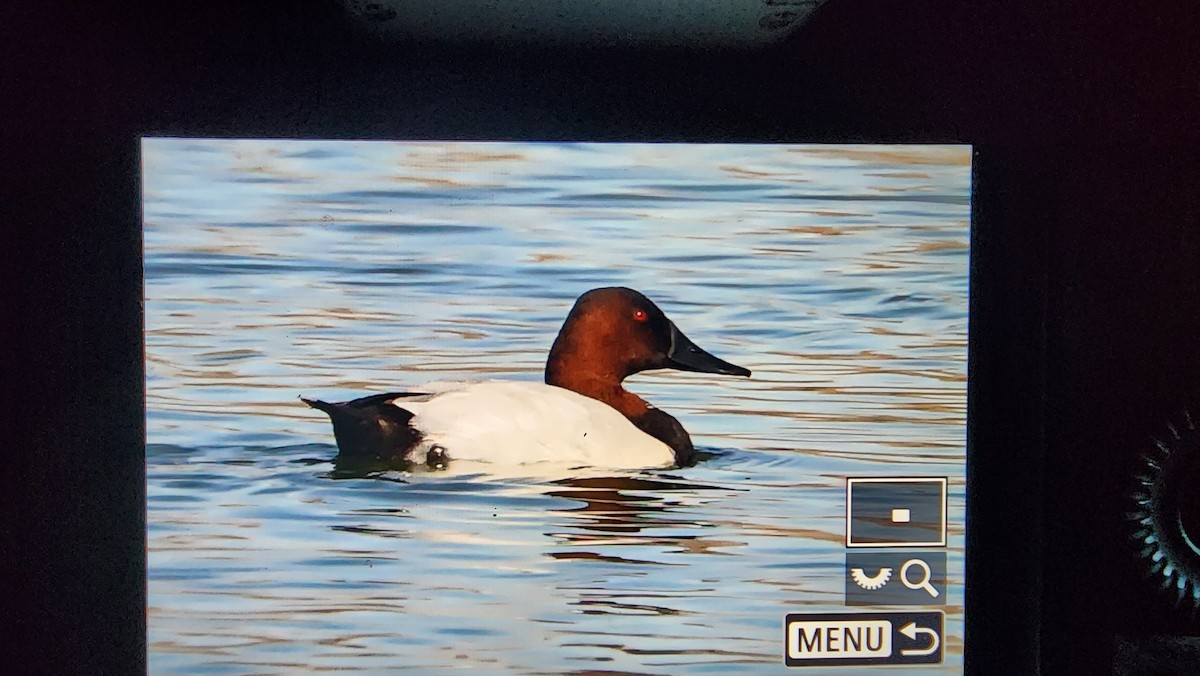 Canvasback - ML624735947