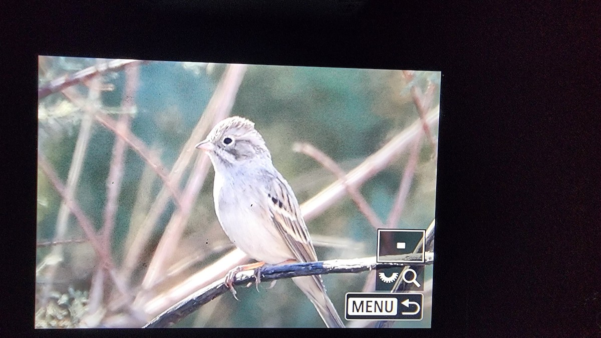 Brewer's Sparrow - ML624736092