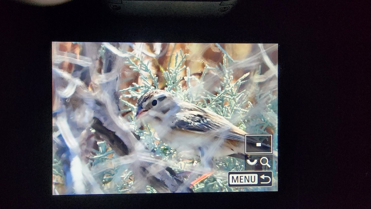 Clay-colored Sparrow - ML624736109