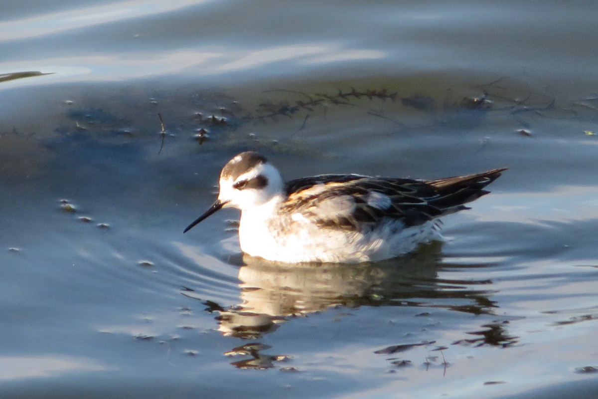 Нарийн сэлээхэй - ML624736146