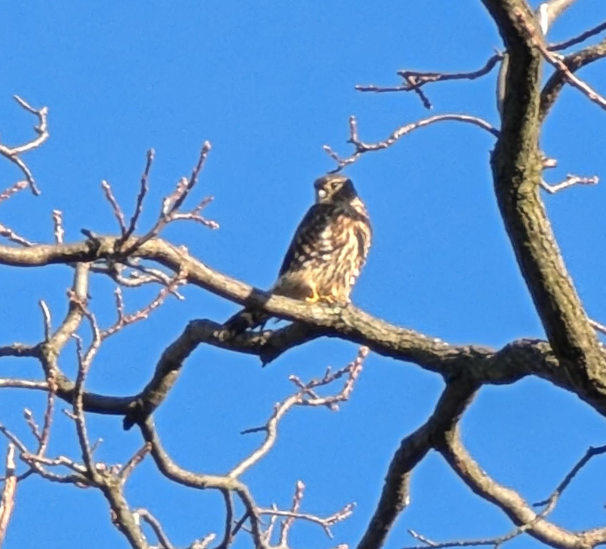 Boz Doğan - ML624736177