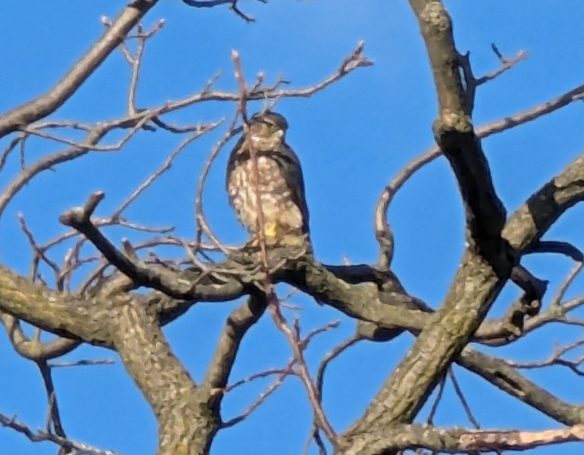 Boz Doğan - ML624736178