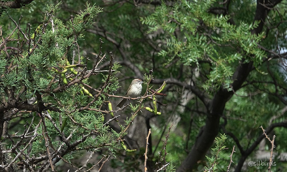 Chaco Sparrow - ML624736189