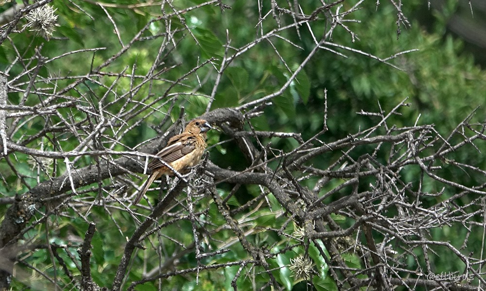 Ultramarine Grosbeak - ML624736194