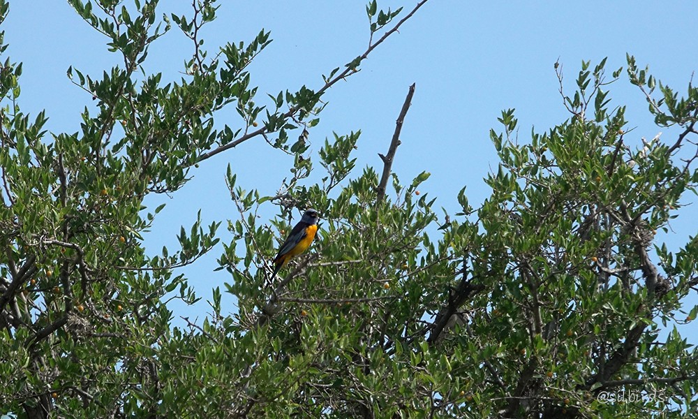 Blue-and-yellow Tanager - ML624736208
