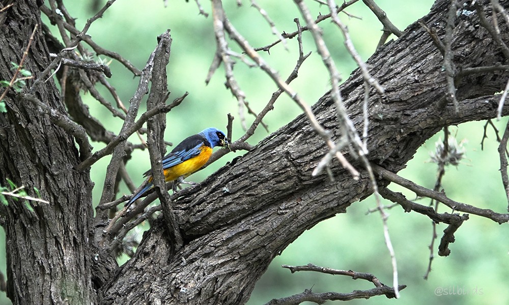 Blue-and-yellow Tanager - ML624736209