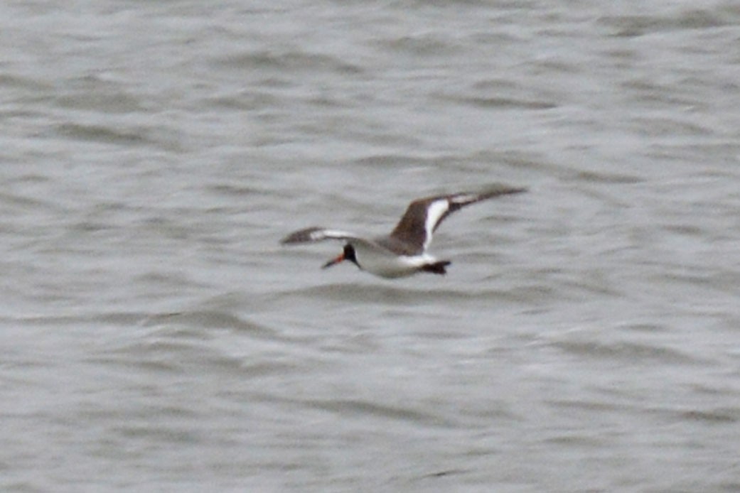 American Oystercatcher - ML62473621